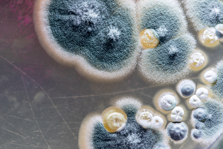 Mold Beautiful Colony of Characteristics of Fungus Mold in culture medium plate from laboratory microbiology